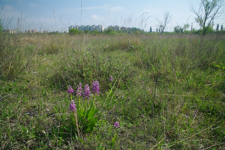 Ismerjük meg hogy megvédhessük – természetismereti túra a Demkóhegyen